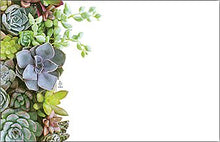 Load image into Gallery viewer, Enclosure Cards - Multiple Occasion - 50/Pk