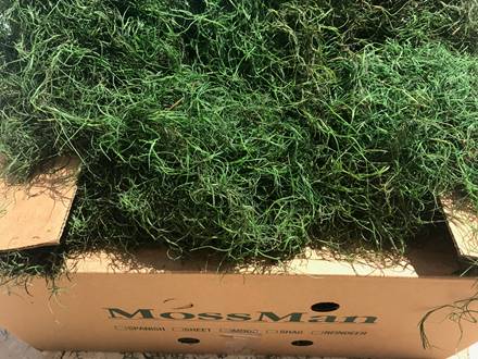 Preserved Spanish Moss Spring Green - 5# Box